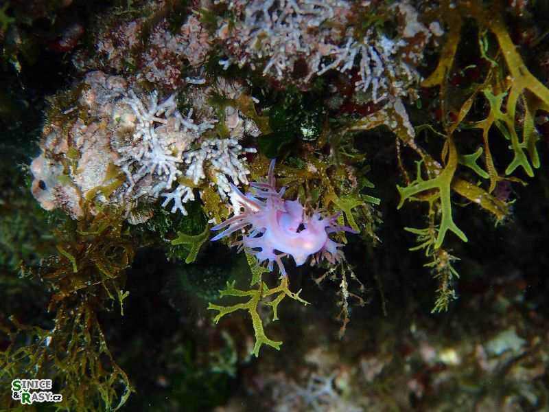 Flabellina affinis