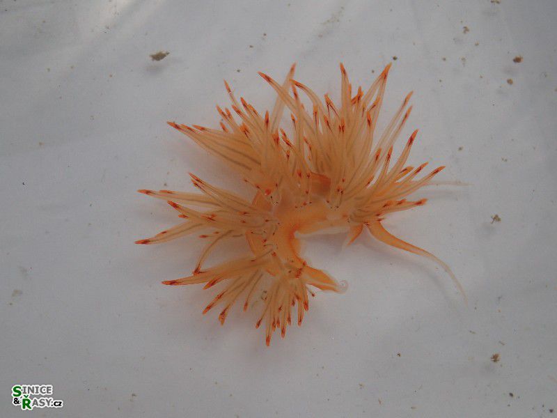 Godiva banyulensis