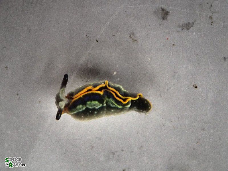 Hypselodoris sp.