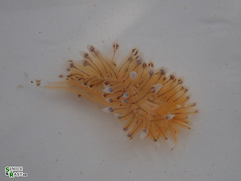 Janolus cristatus