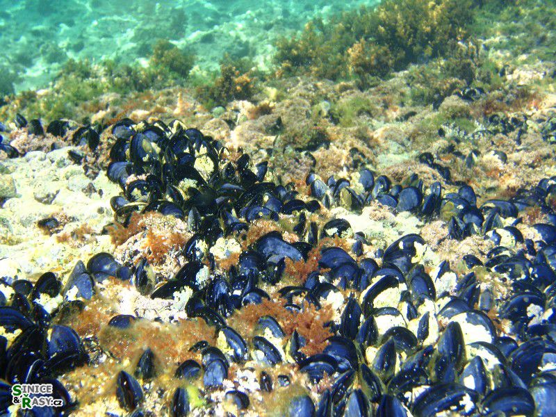 Mytilus edulis