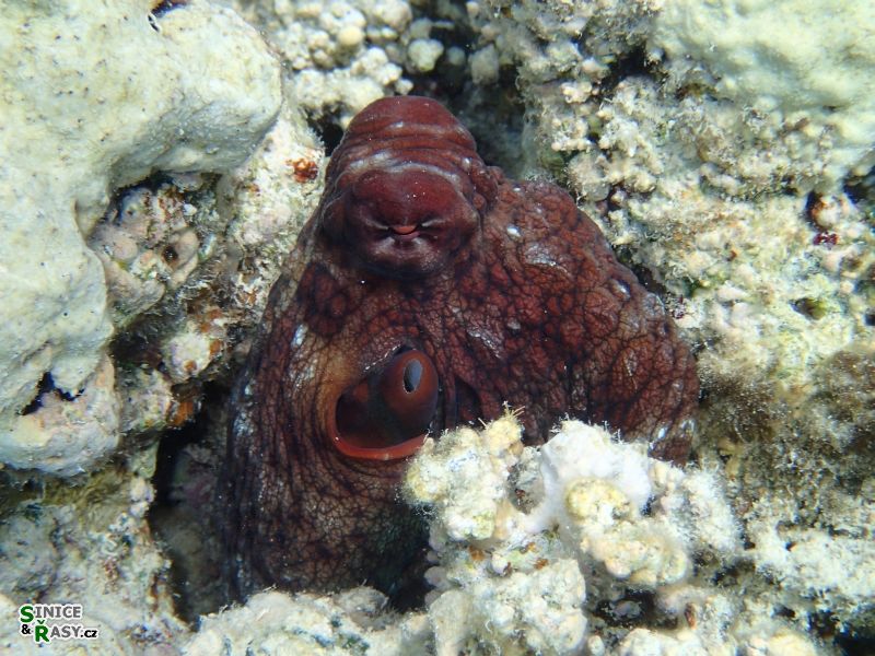 Octopus cyanea