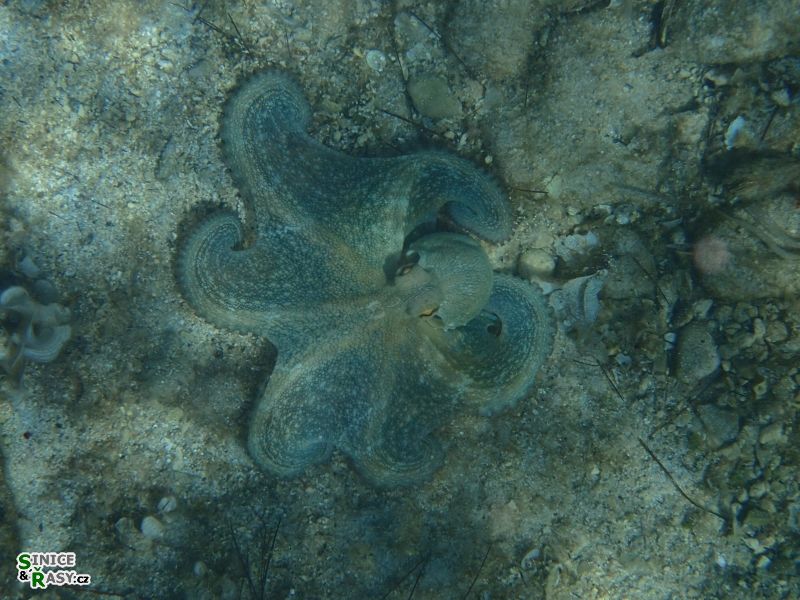 Octopus vulgaris