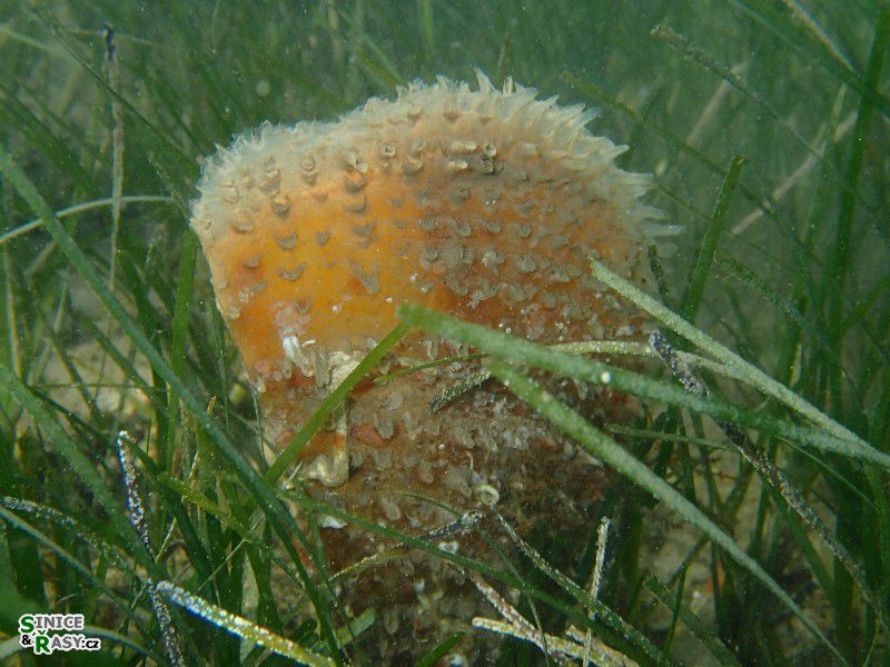 Pinna nobilis