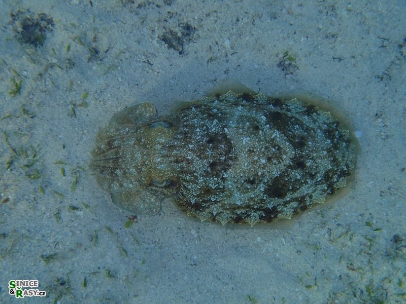 Sepia prashadii