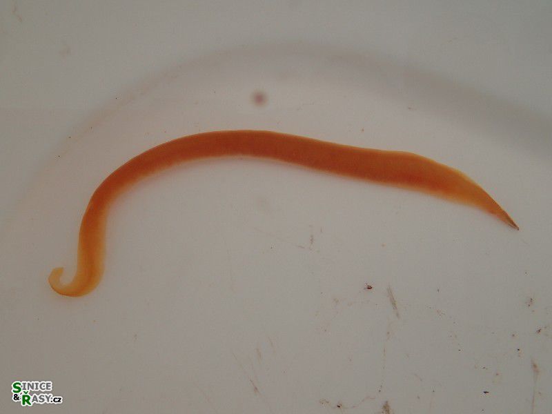 Nemertea sp.