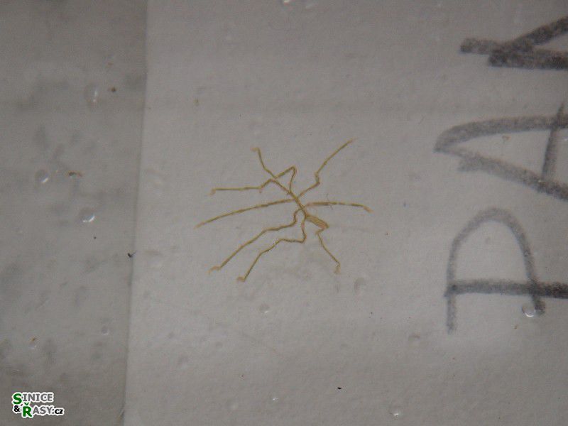 Nymphon cf. gracile