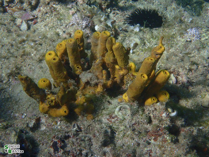 Aplysina aerophoba