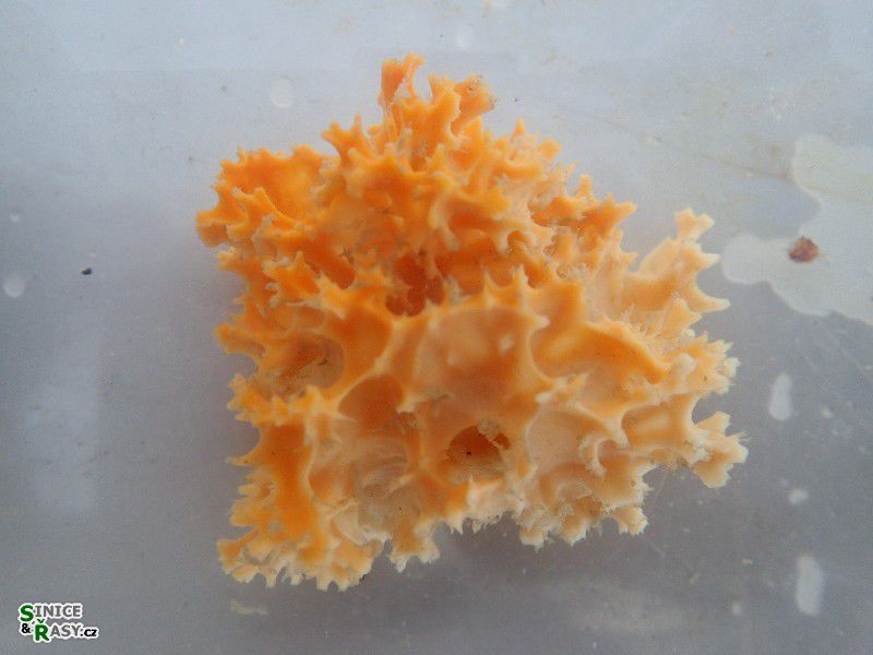 cf. Darwinwellidae