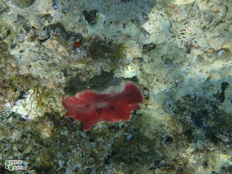 Petrosia ficiformis
