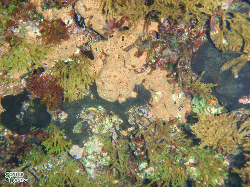 Phorbas sp.