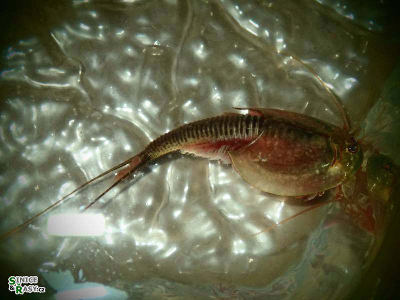 Triops longicaudatus SCHRANK