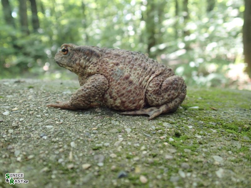 Bufo bufo
