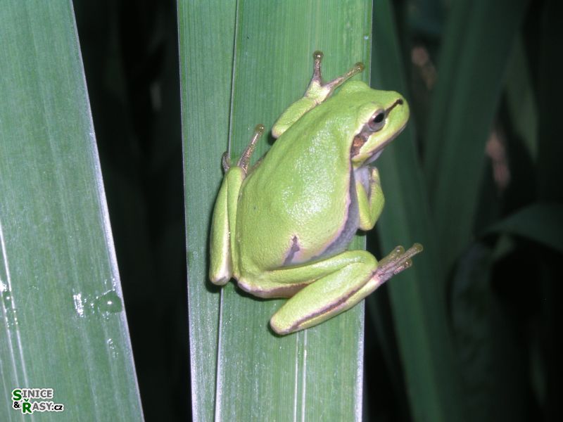 Hyla arborea