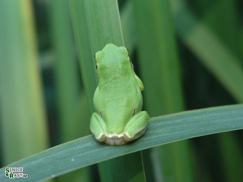 Hyla arborea
