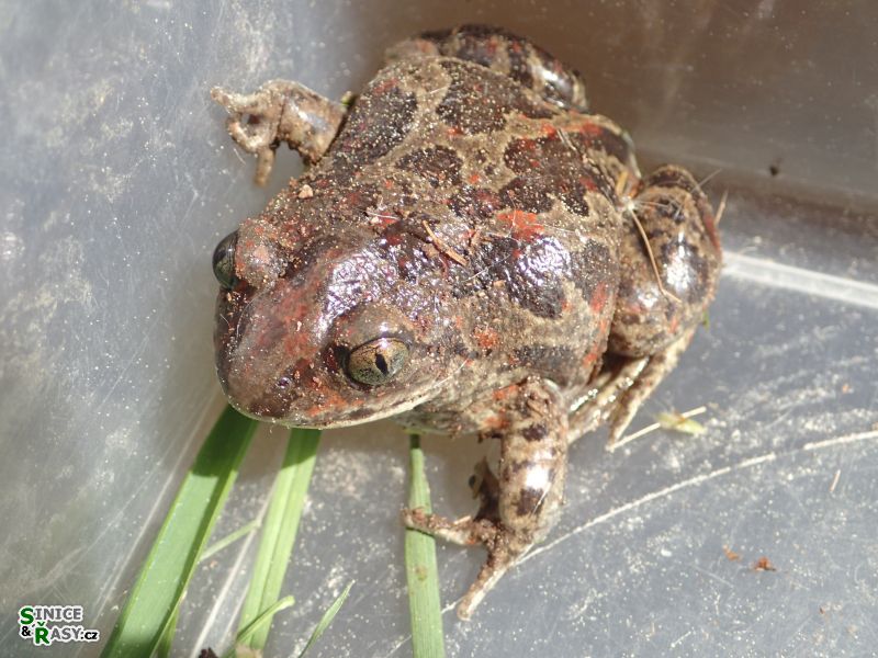 Pelobates fuscus