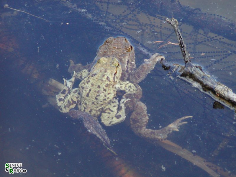 Bufo bufo