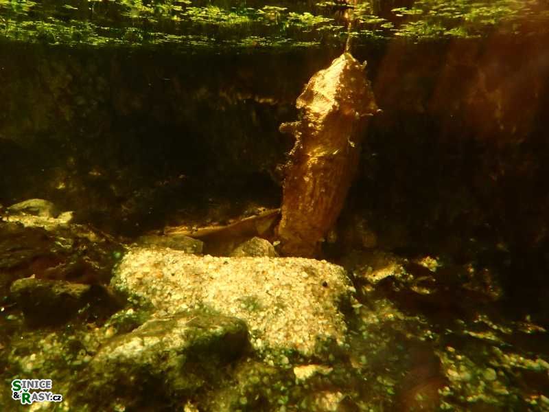 Chelus fimbriatus