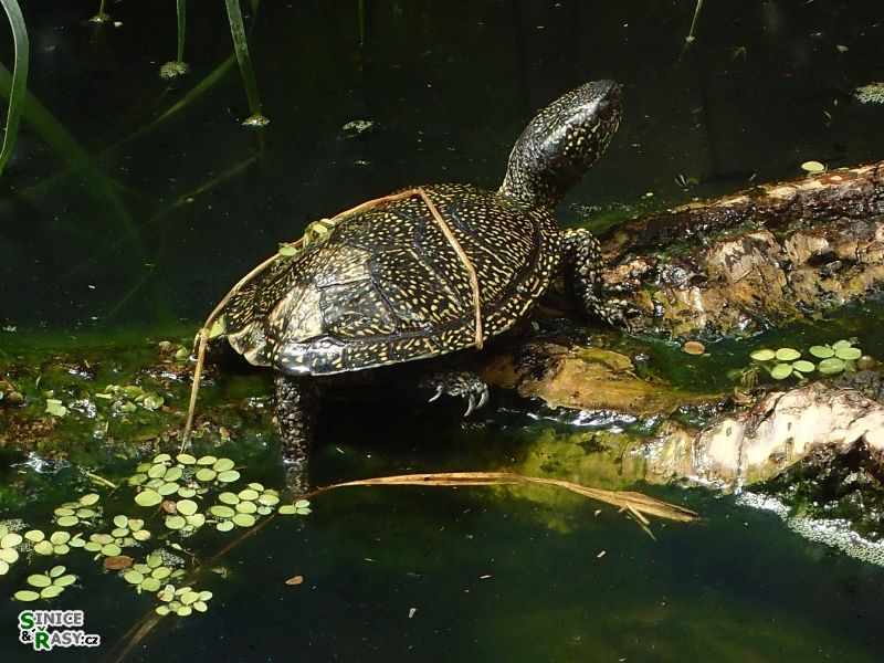 Emys orbicularis