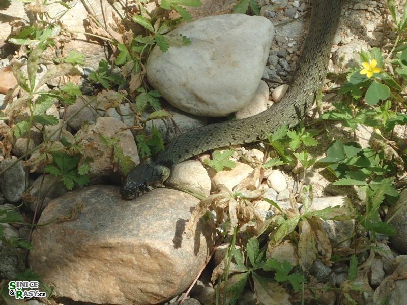 Natrix natrix