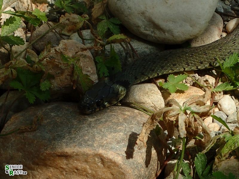 Natrix natrix