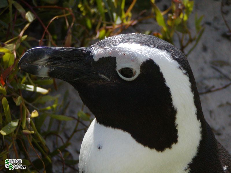 Sphaeniscus demersus