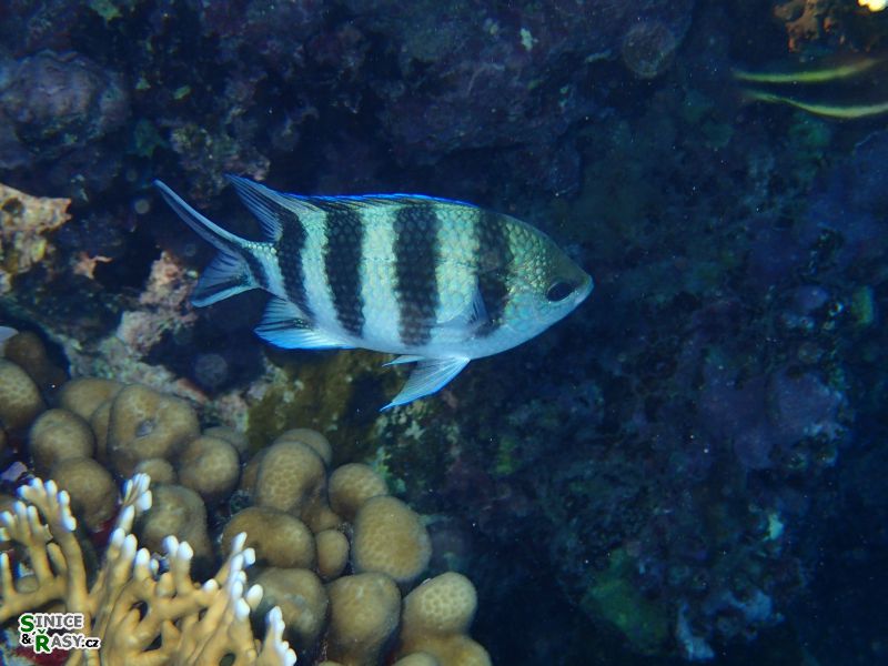 Abudefduf saxatilis