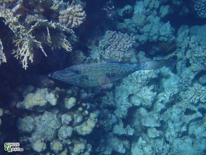 Aluterus scriptus