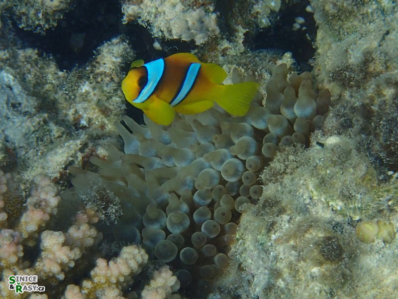 Amphirion bicinctus 