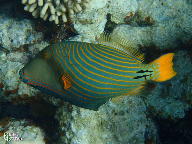 Balistapus undulatus 