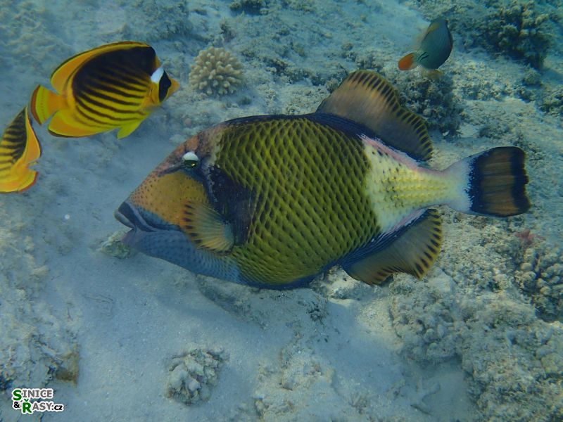 Balistoides viridescens