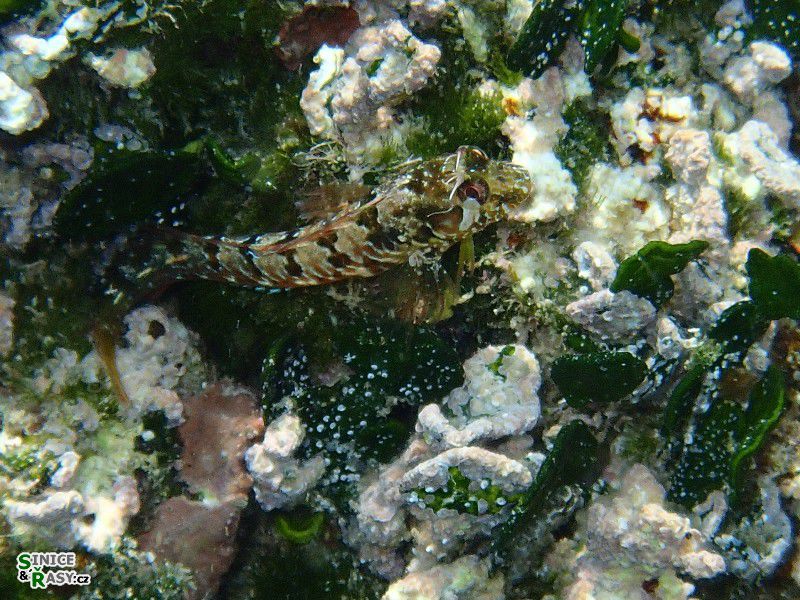 Blenniideae