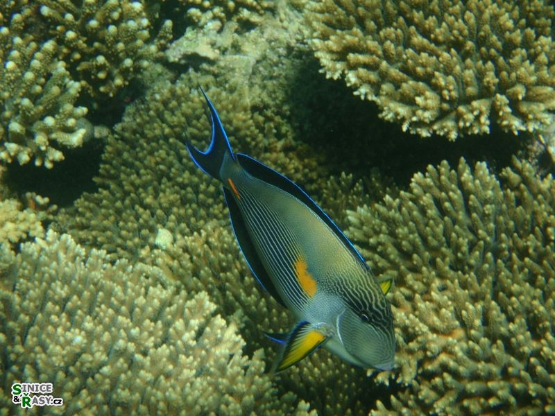 Acanthurus sohal