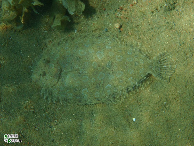 Bothus pantherinus