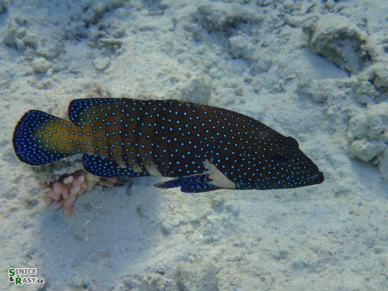 Cephalopolis argus