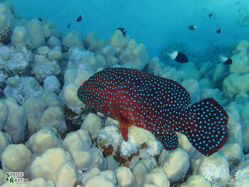 Cephalopolis miniata FORSKAL