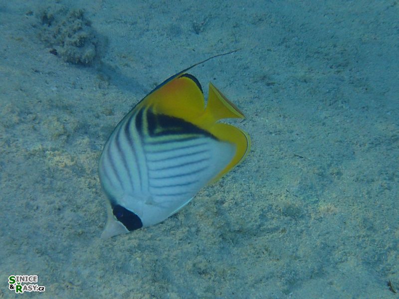 Chaetodon auriga