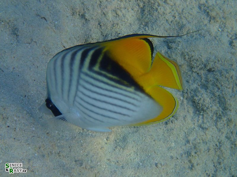 Chaetodon auriga