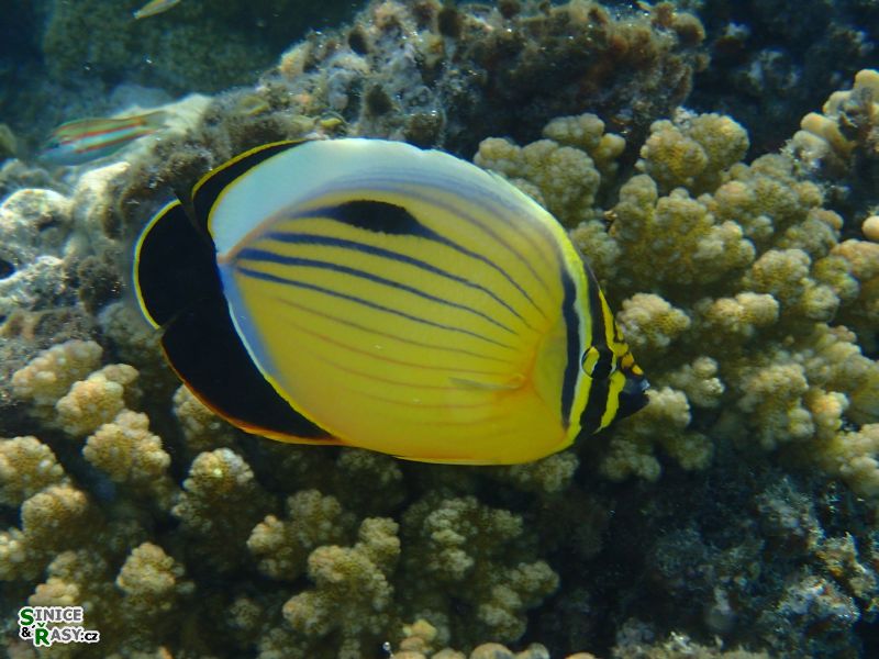 Chaetodon austriacus