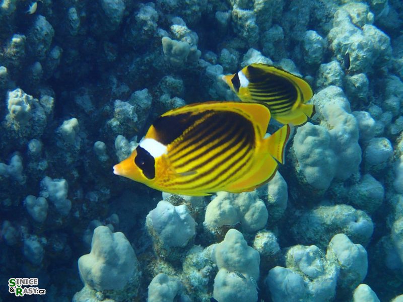 Chaetodon fasciatus