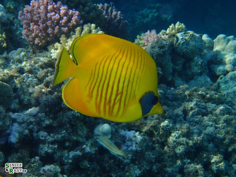 Chaetodon semilarvatus 