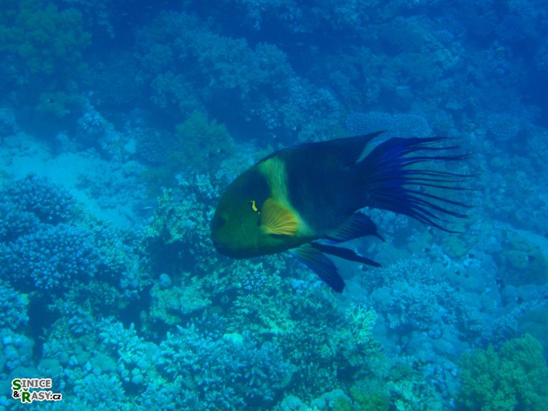Cheilinus lunatus