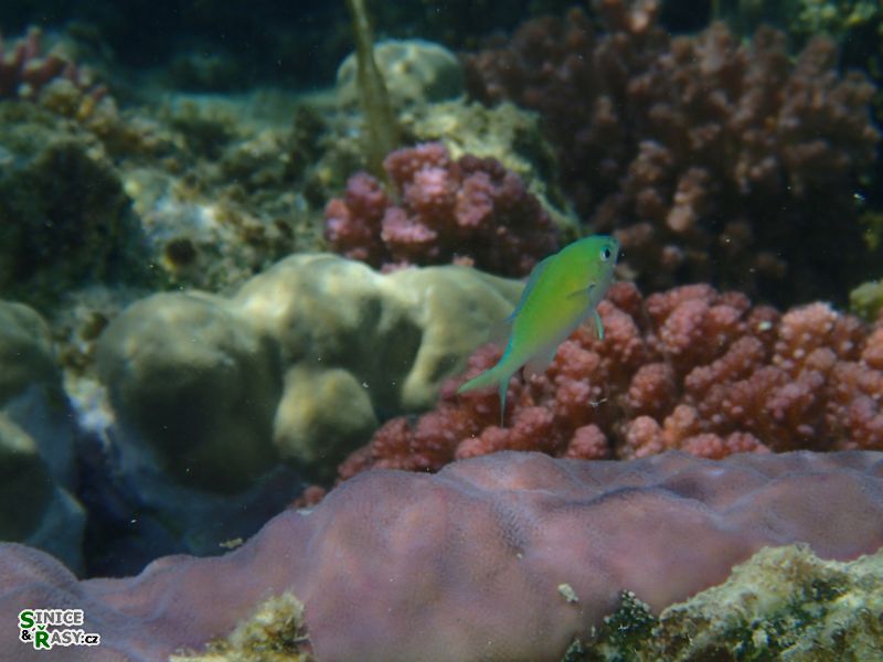 Chromis viridis