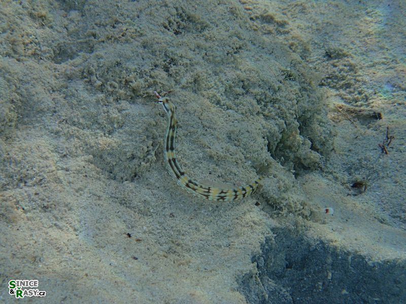 Coryichtys flavofasciatus