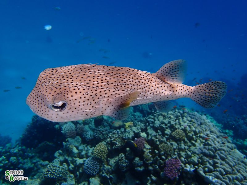 Diodon hystrix