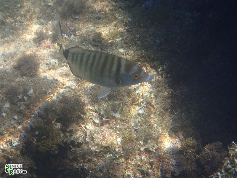 Diplodus puntazzo  