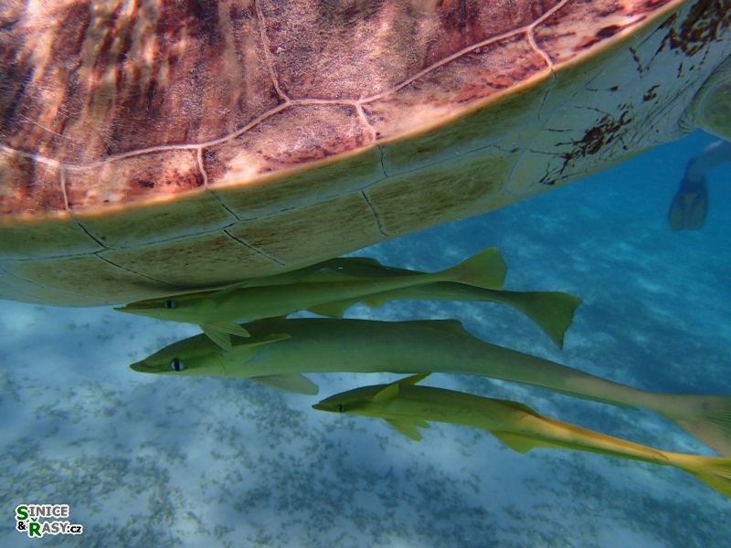 Echeneis remora
