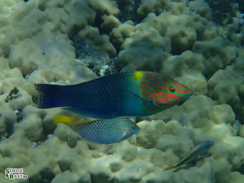 Halichoeres hortulans