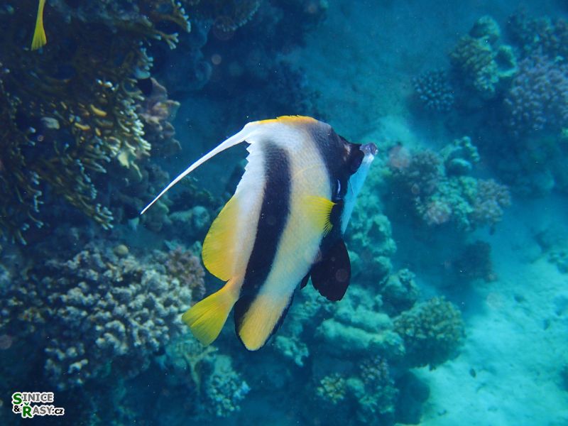 Heniochus intermedius