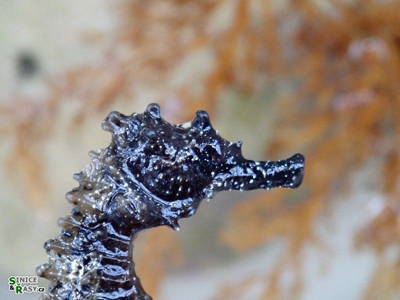 Hippocampus ramulosus